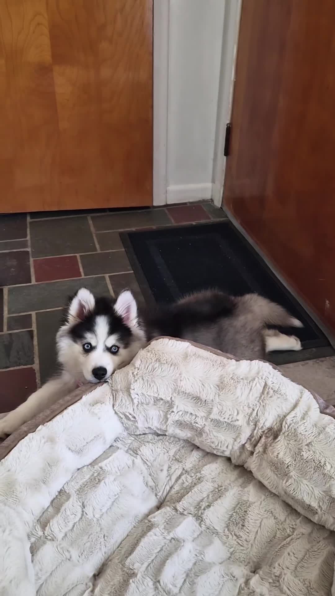 Mixed Breed dogs for sale: Mixed Breed Puppy 1 - Video 1