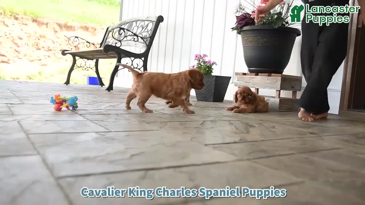 Cavalier King Charles Spaniel dogs for sale: Indie - Video 1