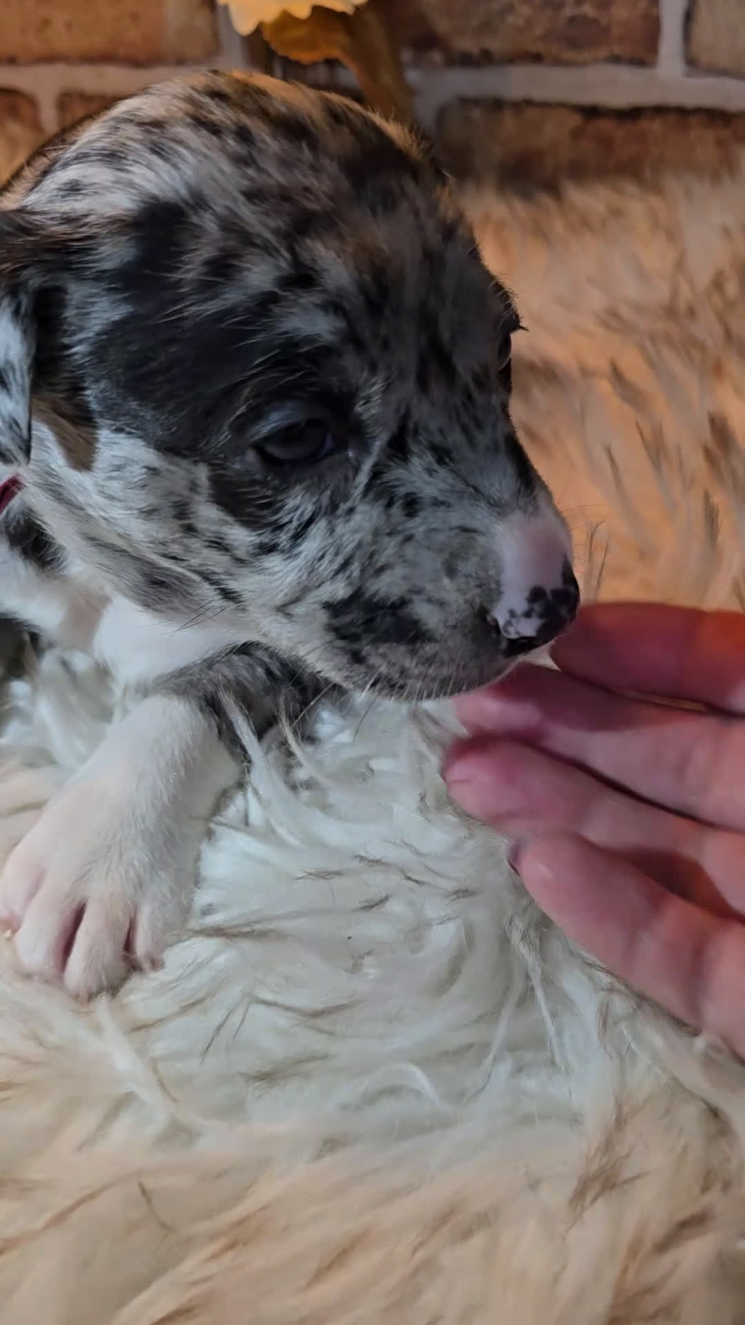 Mixed Breed dogs for sale: Willow - Video 2