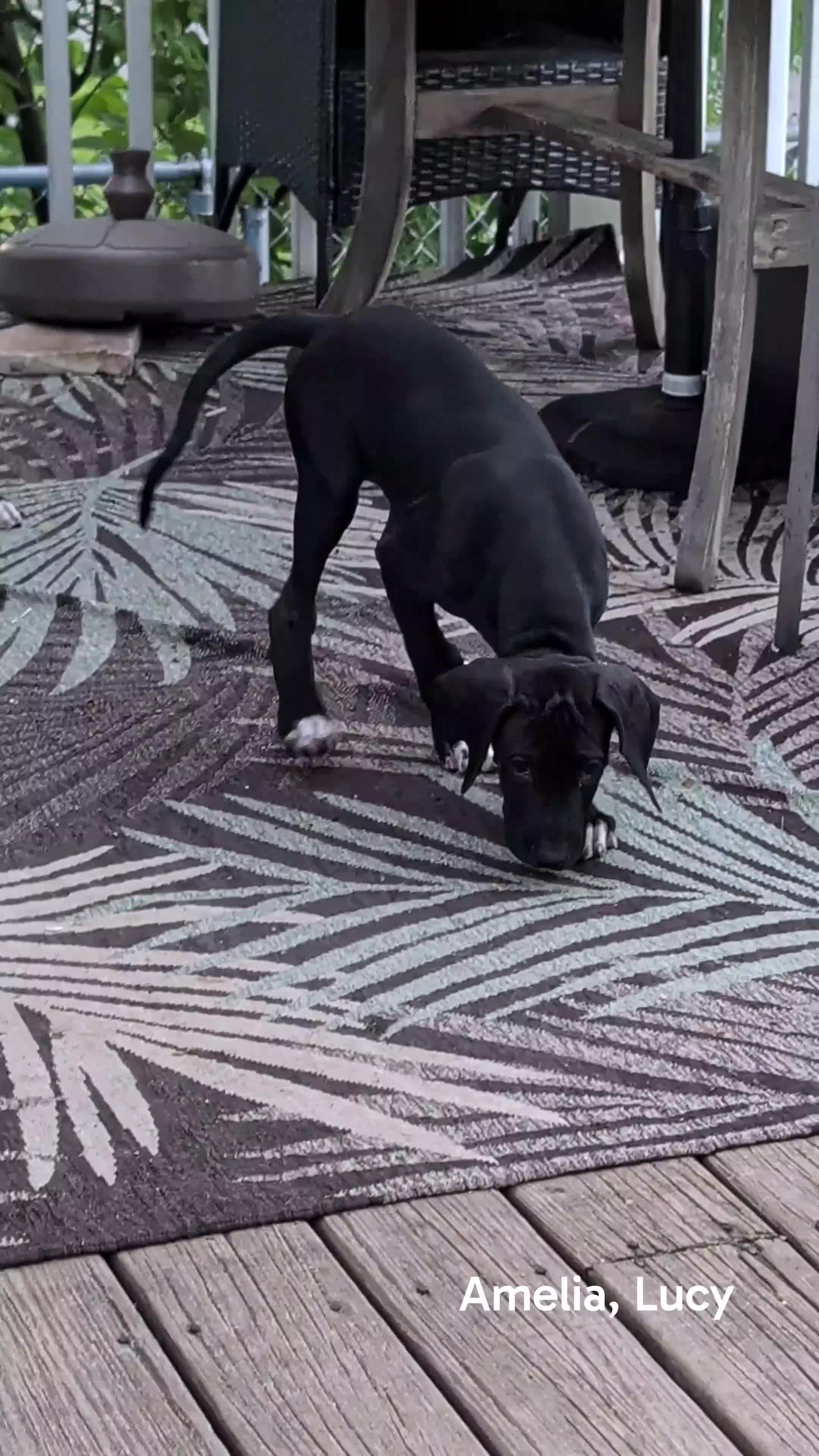 Great Dane dogs for sale: Lucy - Video 1