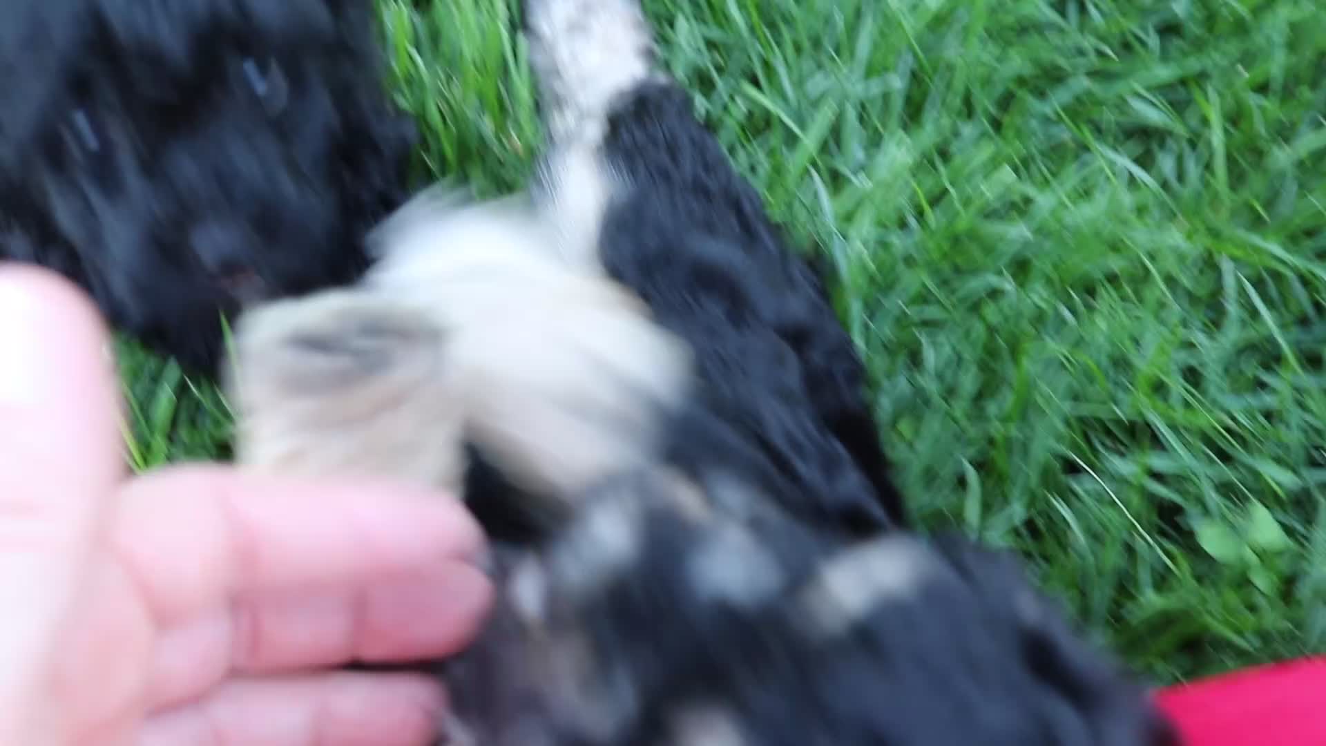 Toy Poodle dogs for sale: Sadie - Video 1