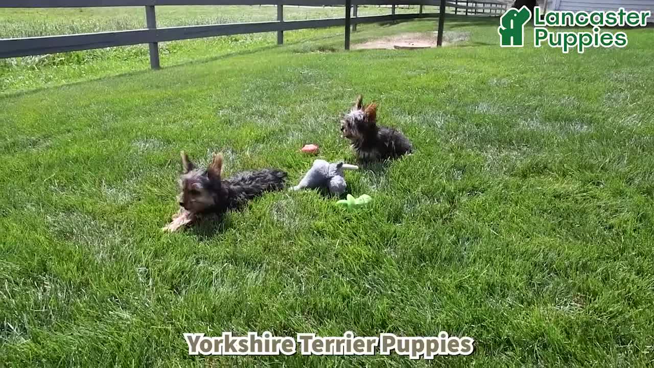 Yorkshire Terrier dogs for sale: Bella   - Video 1