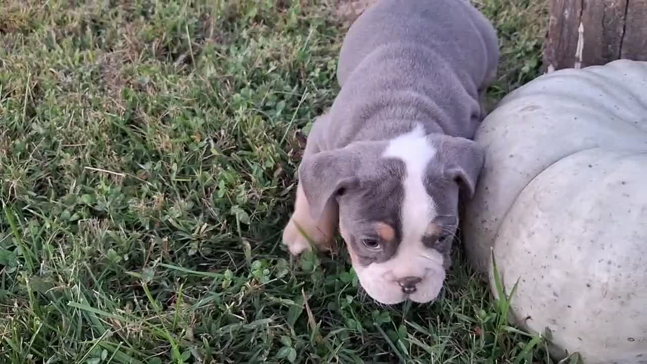 English Bulldog dogs for sale: Tank - Video 2