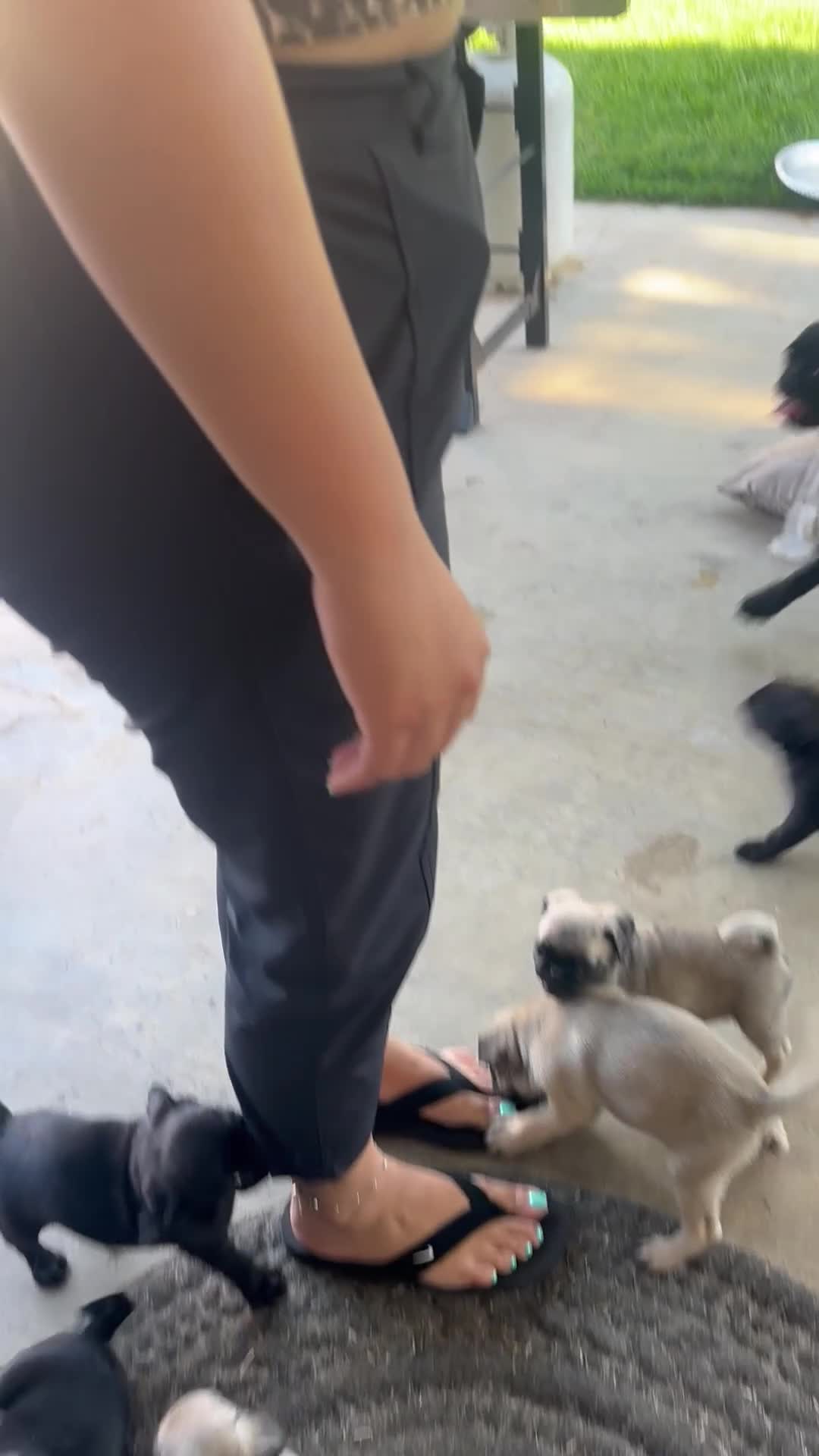 Pug dogs for sale: Pug 4 - Video 1