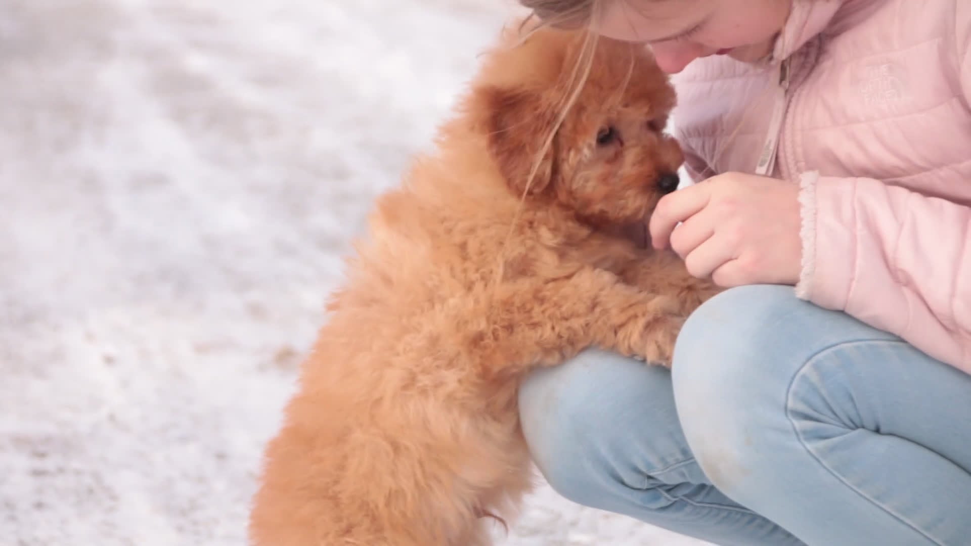 Miniature Poodle dogs for sale: Fredrick - Video 1