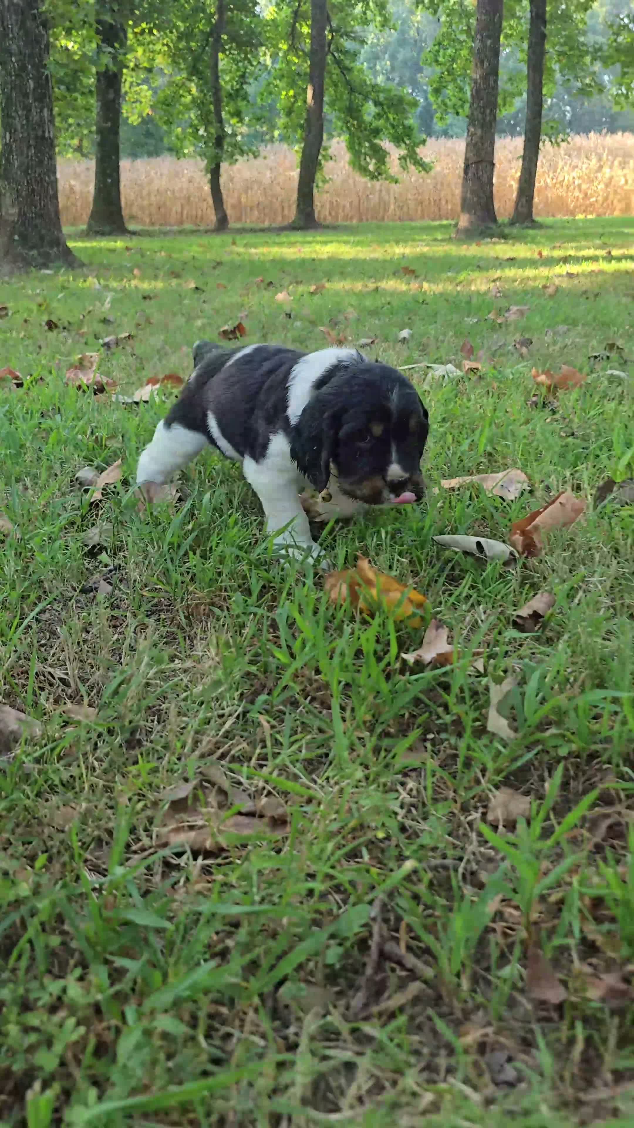 English Springer Spaniel dogs for sale: Rubble - Video 1