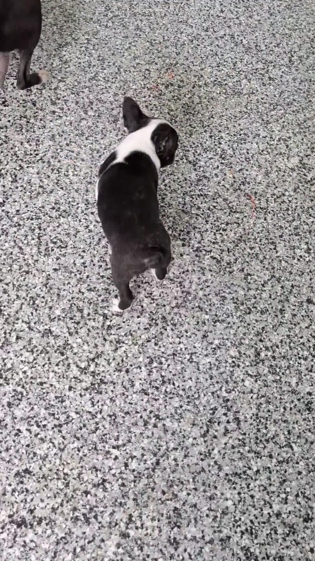 Boston Terrier dogs for sale: Malia - Video 1