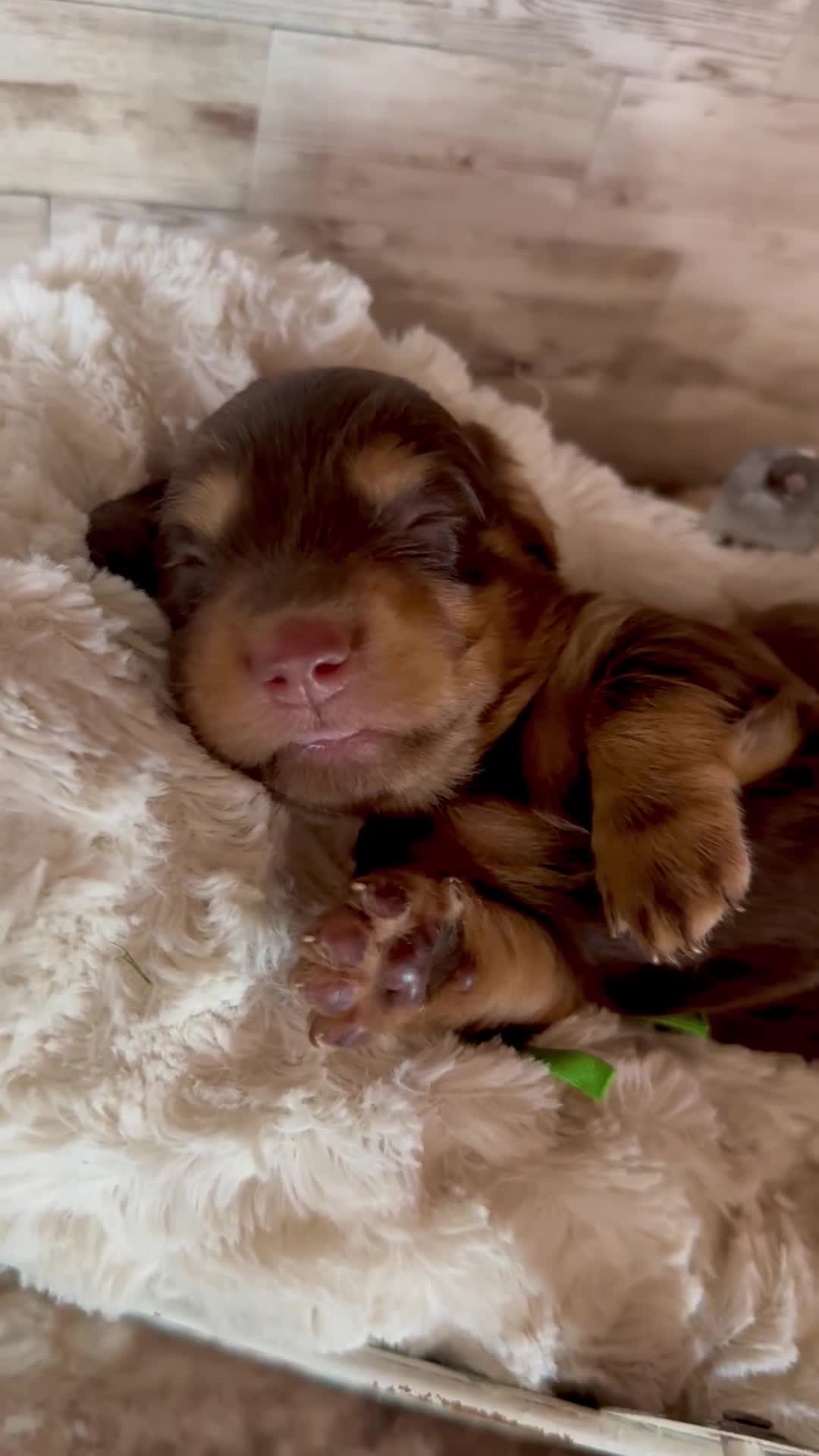 Miniature Dachshund dogs for sale: Bashful - Video 2