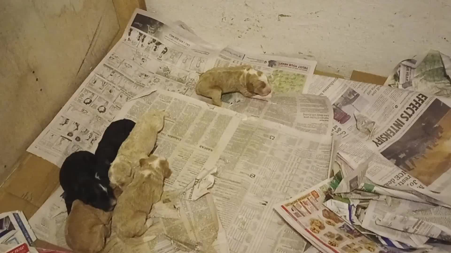 Mini Bernedoodle dogs for sale: Adele - Video 2