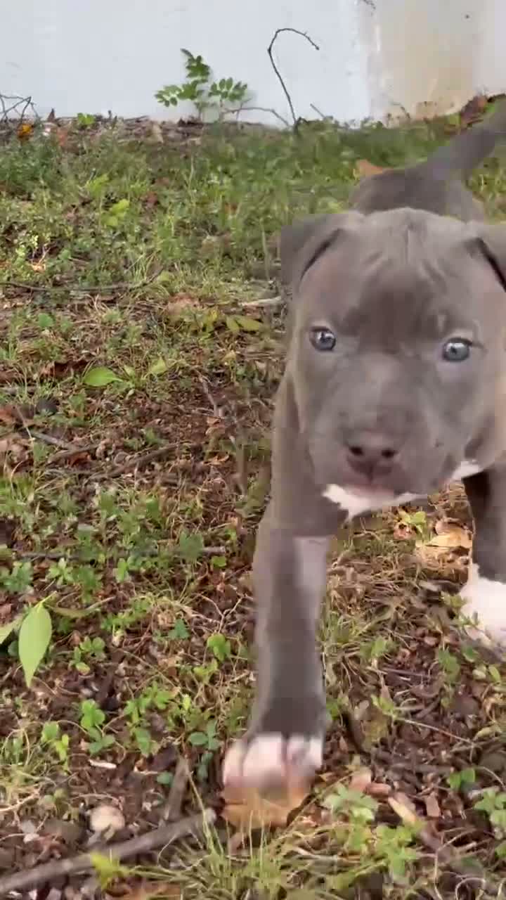 American Bully dogs for sale: American Bully 2 - Video 1