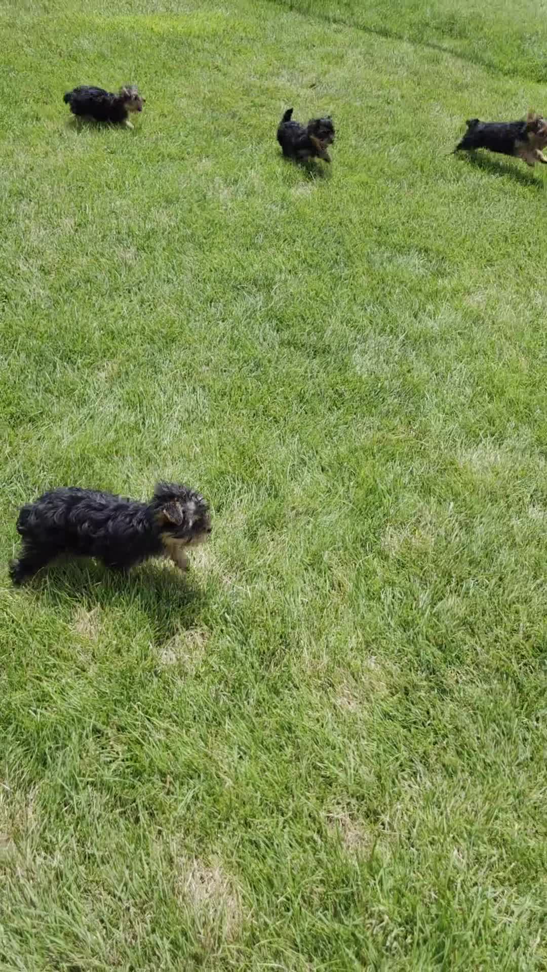 Yorkshire Terrier dogs for sale: Blaze - Video 1