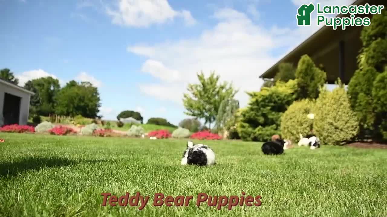 Teddy Bear dogs for sale: Jade - Video 1