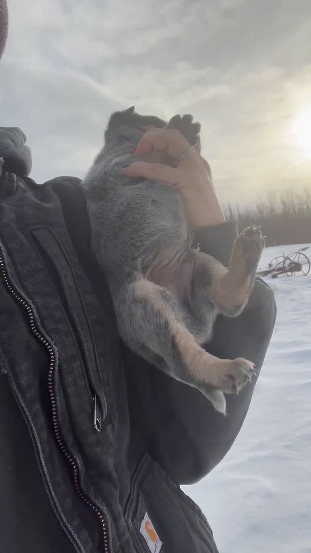 Australian Cattle Dog dogs for sale: Quinn - Video 1