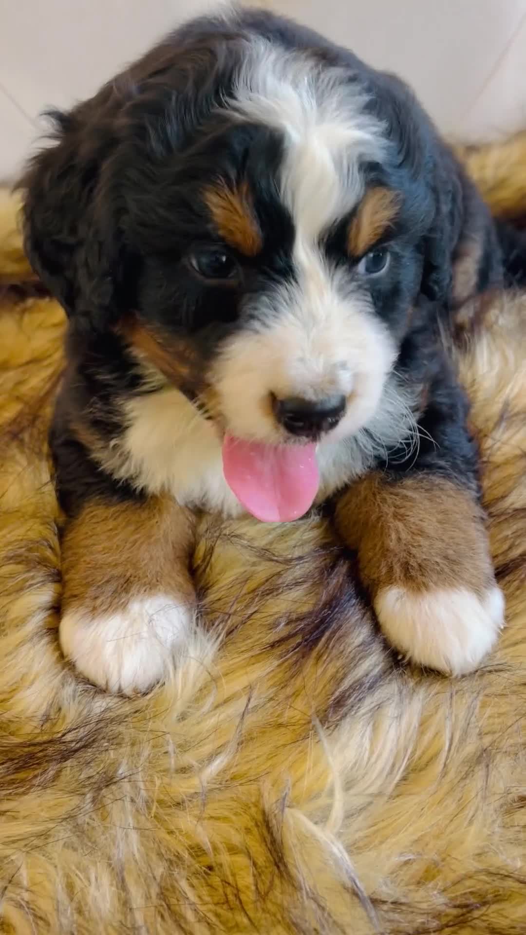 Bernedoodle dogs for sale: Jameson - Ultra Bernedoodle  - Video 1