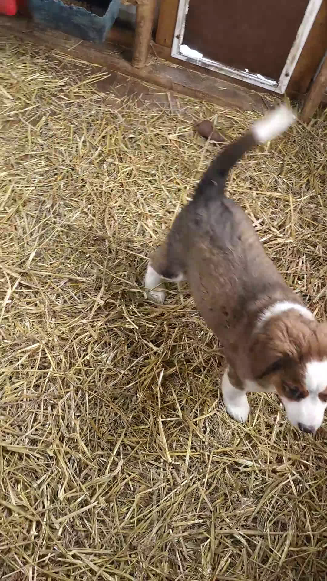 Mixed Breed dogs for sale: Mixed Breed Puppy 1 - Video 1