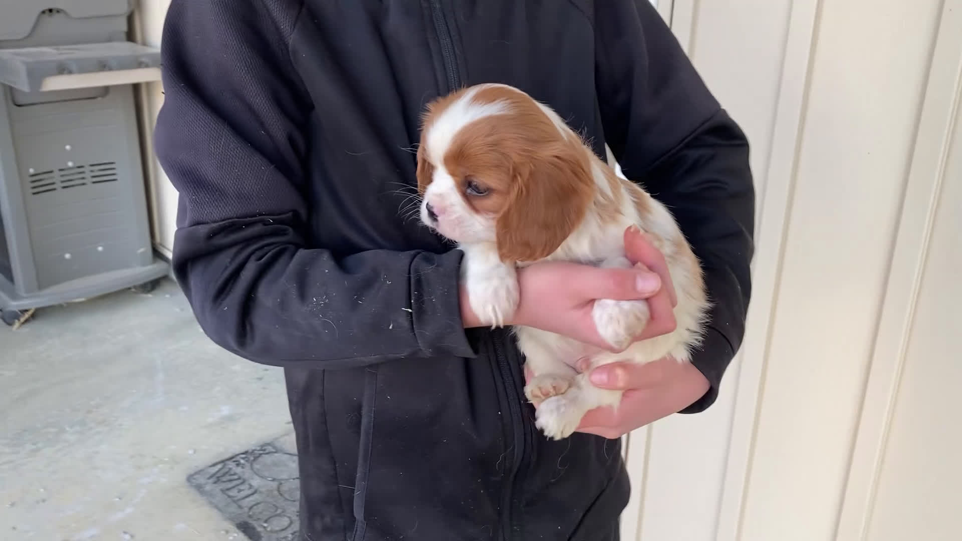 Cavalier King Charles Spaniel dogs for sale: Moonlight - Video 1