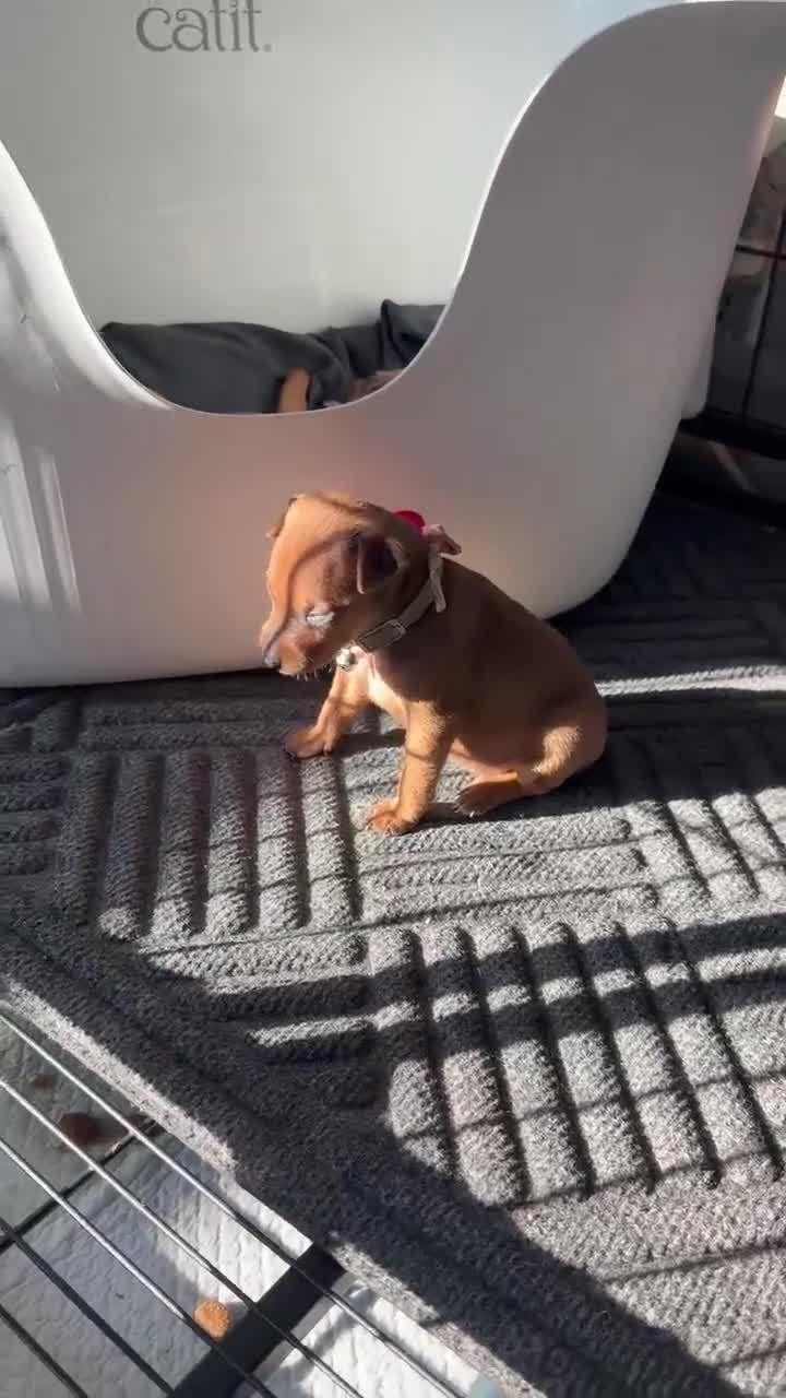 Miniature Pinscher dogs for sale: Miniature Pinscher 3 - Video 1