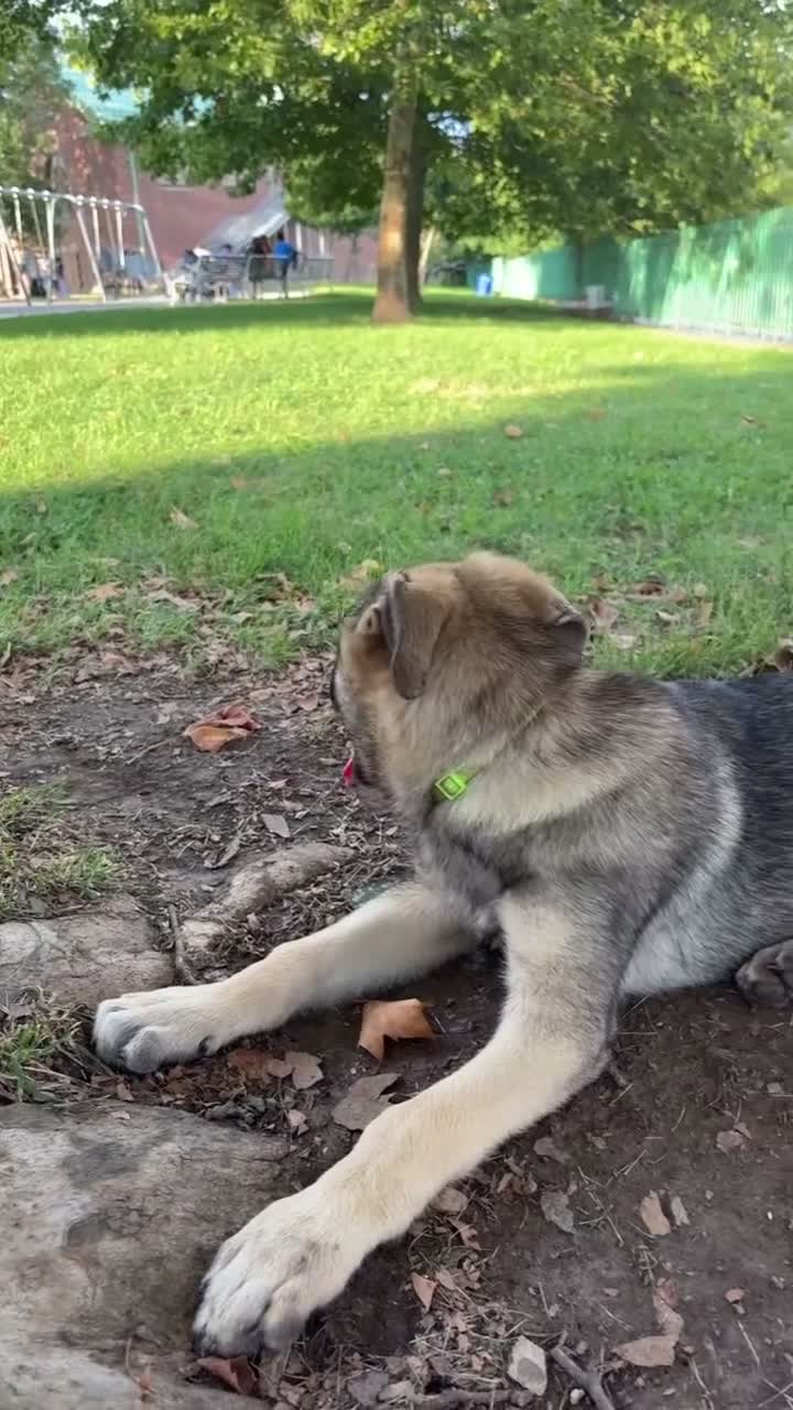 German Shepherd dogs for sale: Burger  - Video 1