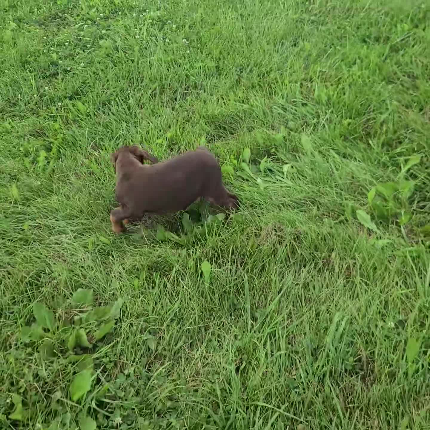 Doberman Pinscher dogs for sale: Hal - Video 1
