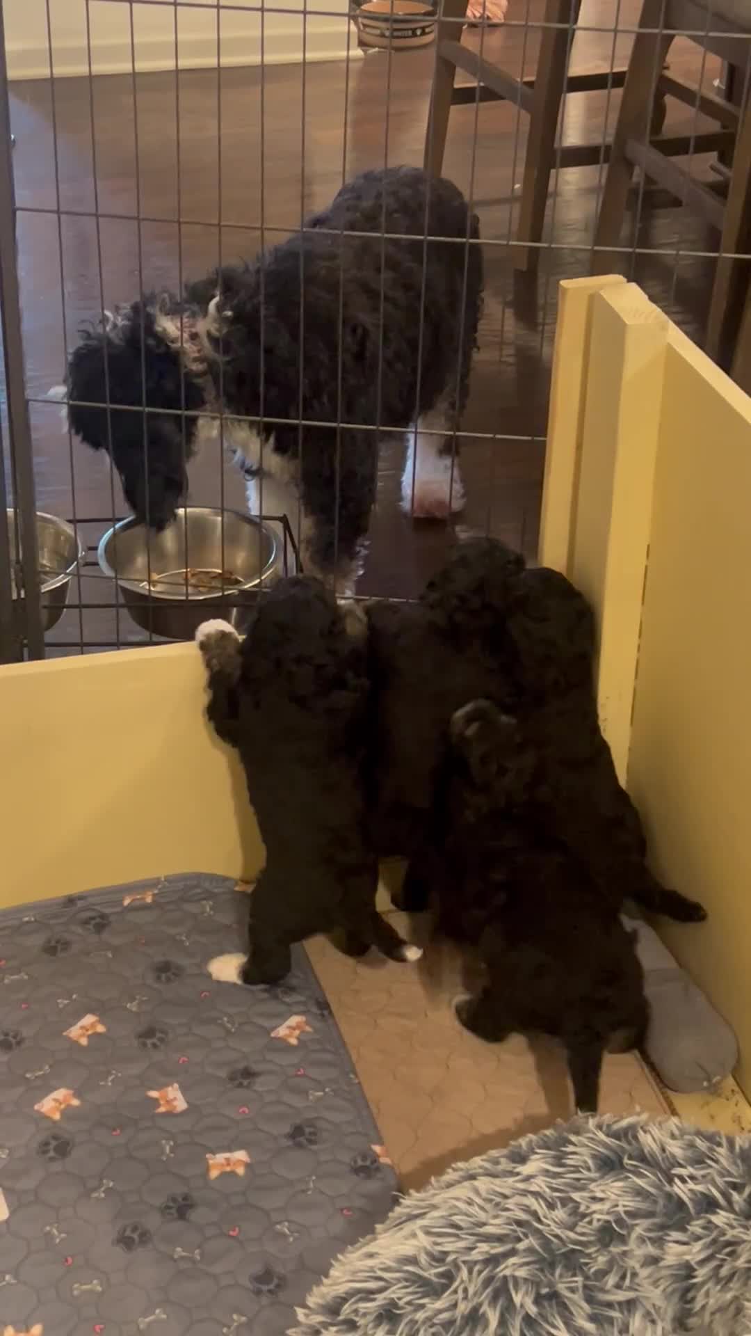 Mini Bernedoodle dogs for sale: Charlie - Video 2