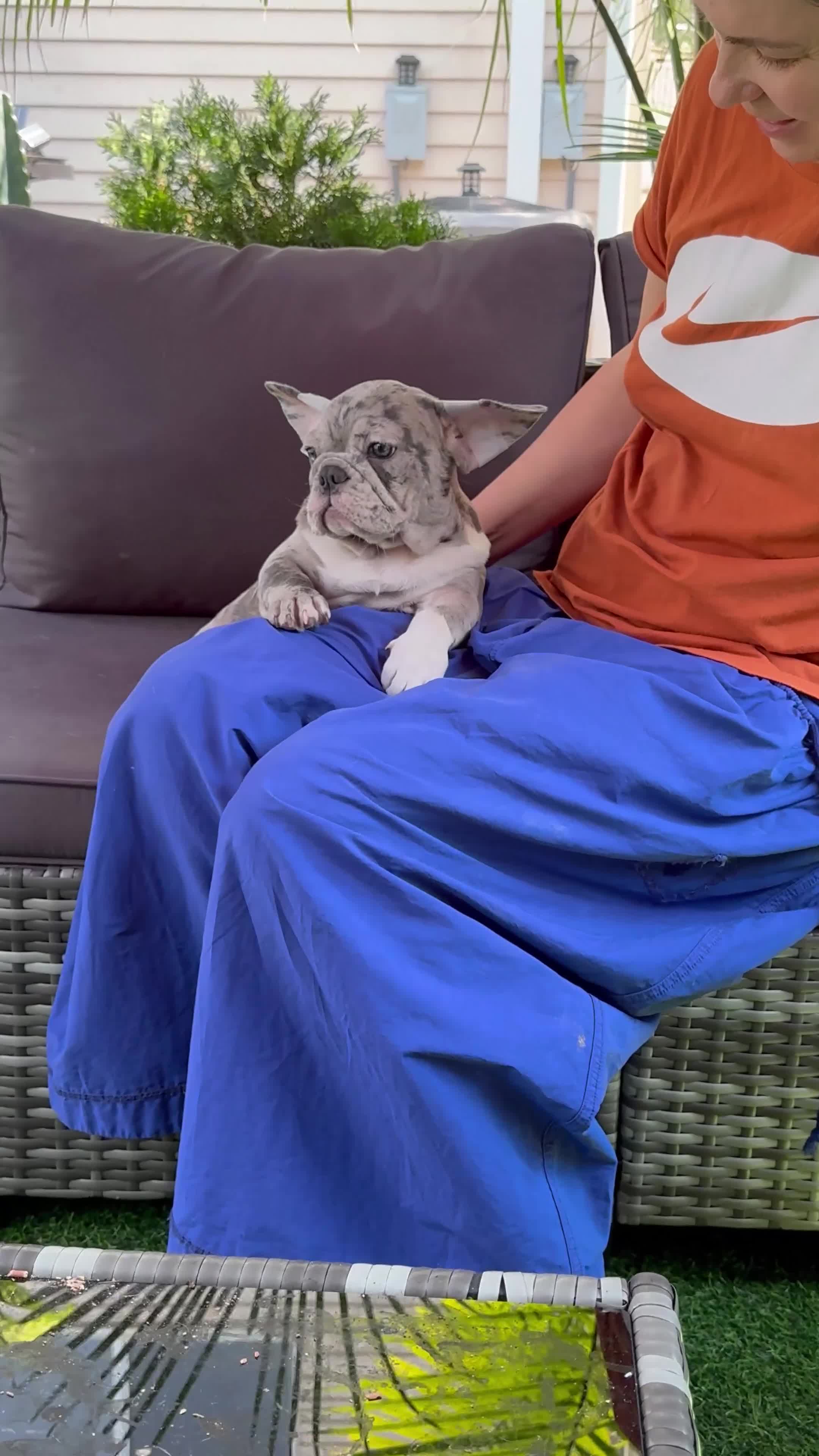 French Bulldog dogs for stud: French Bulldogs  - Video 1