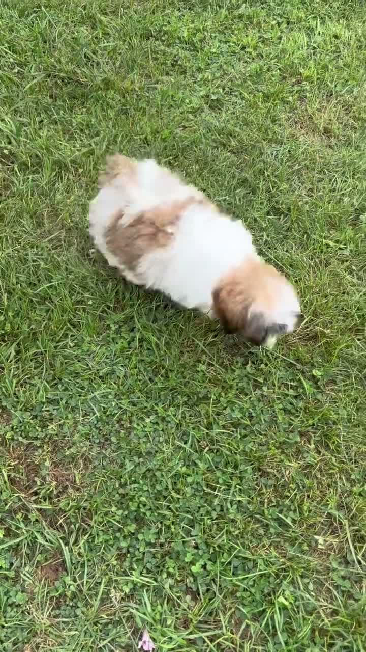 Shih Tzu dogs for sale: Queenie Shih Tzu  - Video 1