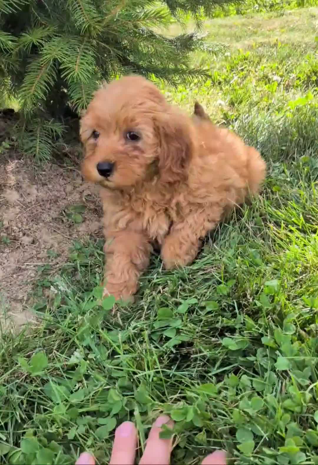 Mini Goldendoodle dogs for sale: Leo - Video 1