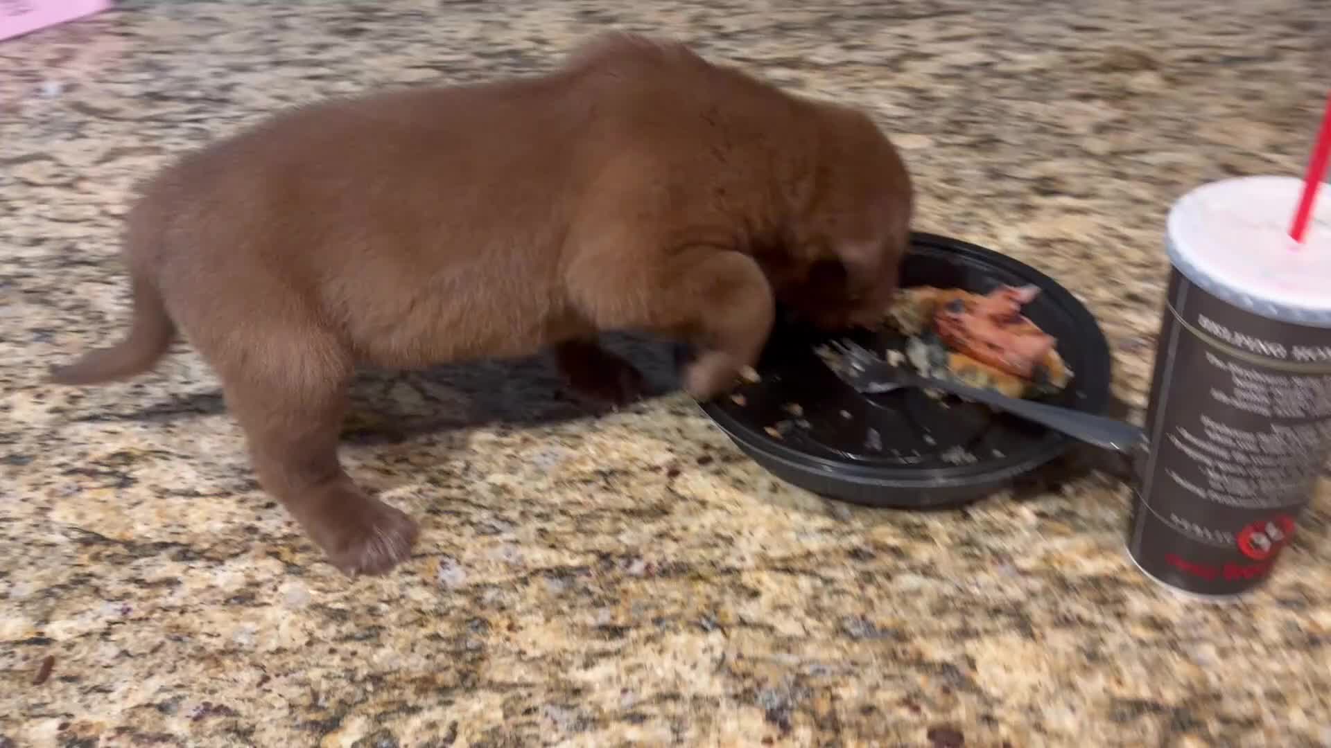 Labrador Retriever dogs for sale: Labrador Retriever 1 - Video 1