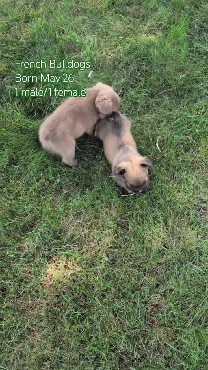 French Bulldog dogs for sale: Ozzy - Video 2