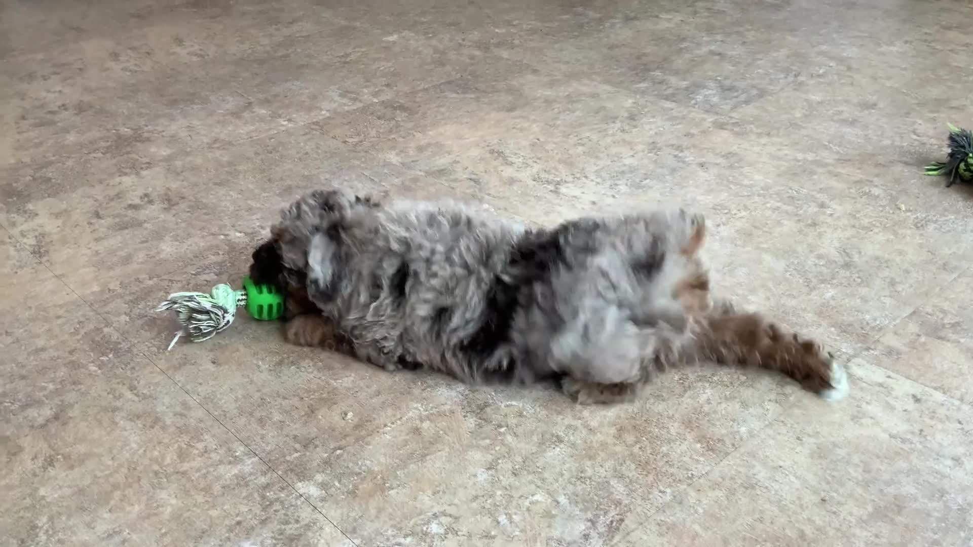 Miniature Poodle dogs for sale: oreo - Video 1