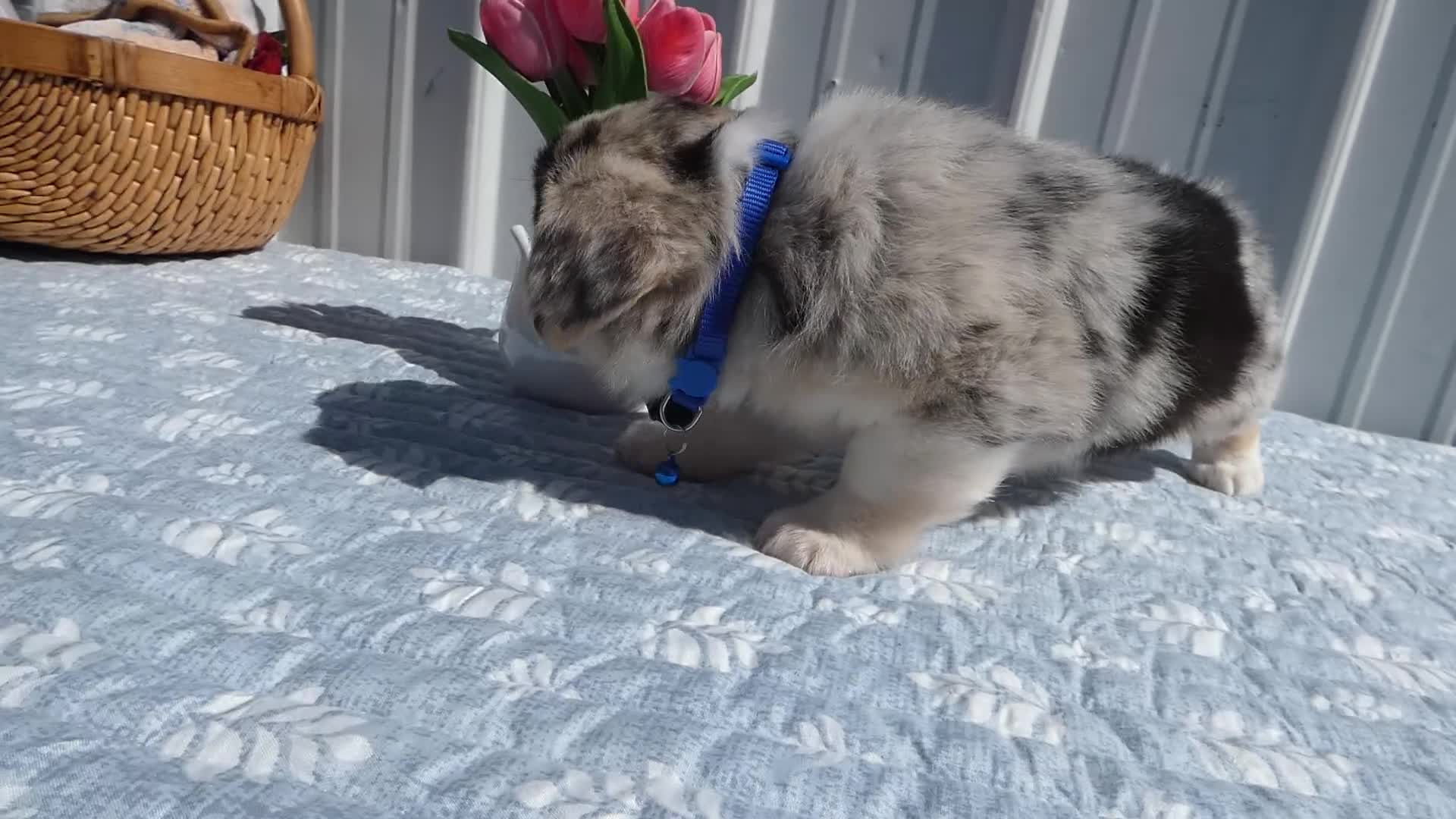 Welsh Corgi Pembroke dogs for sale: Welsh Corgi Pembroke Puppy 3 Scarlet - Video 1