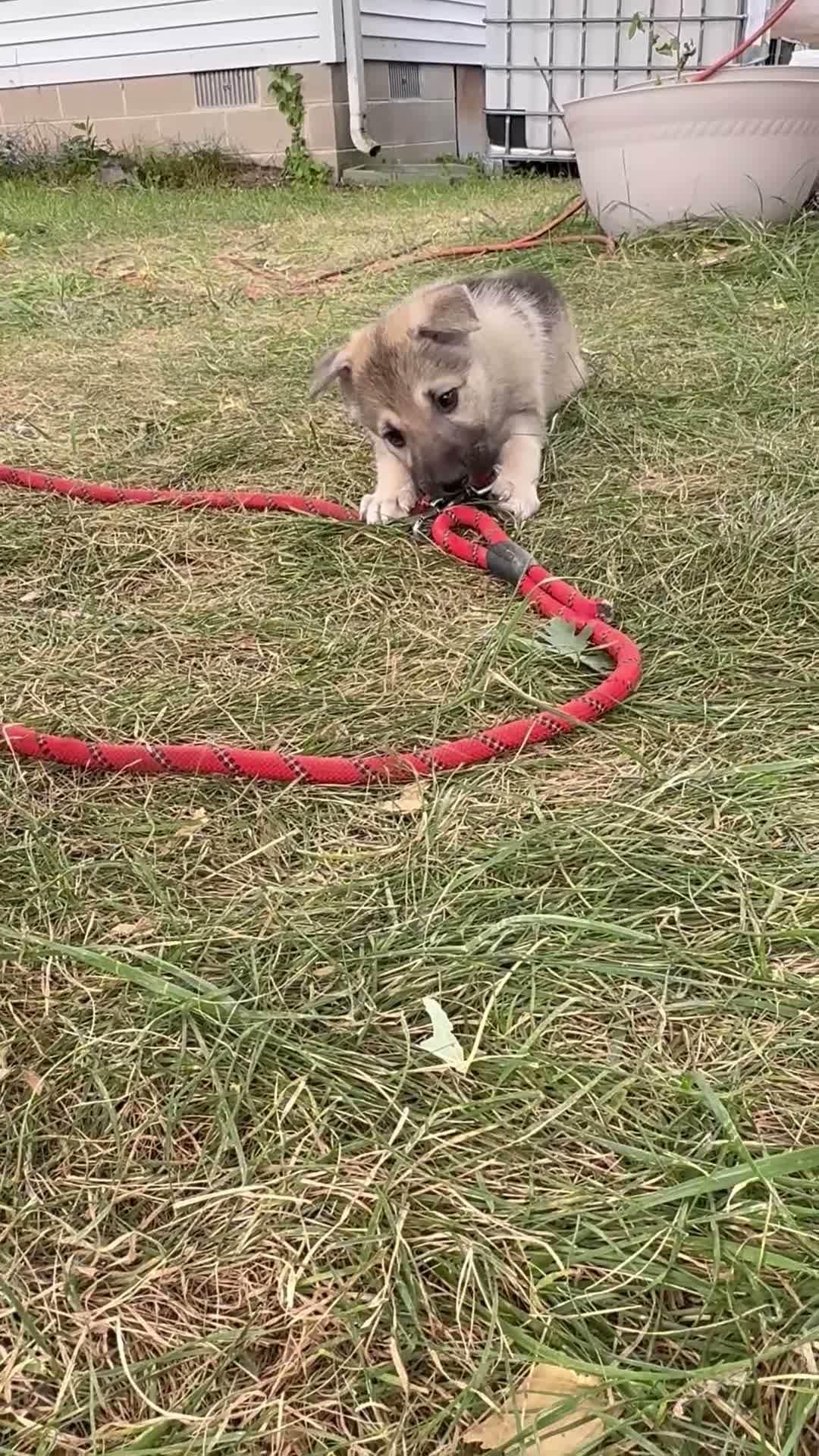 Mixed Breed dogs for sale: Mixed Breed 1 - Video 1