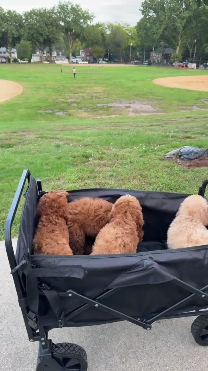 Cavapoo dogs for sale: Sandy - Video 1