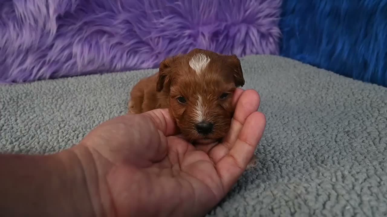 Cavapoo dogs for sale: Cavapoo 6 - Video 2