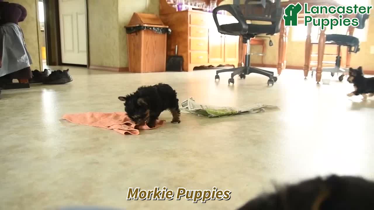 Morkie dogs for sale: Mia  - Video 1
