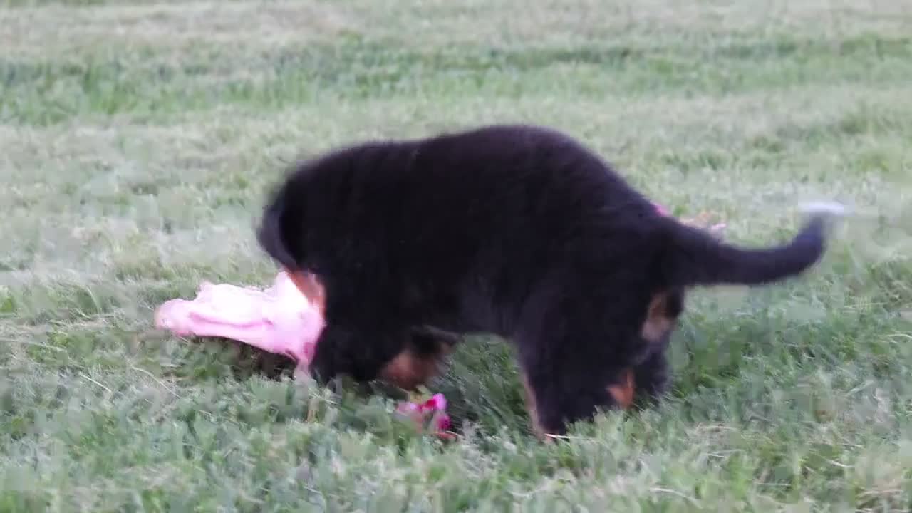 Bernese Mountain Dog dogs for sale: Denali - Video 1