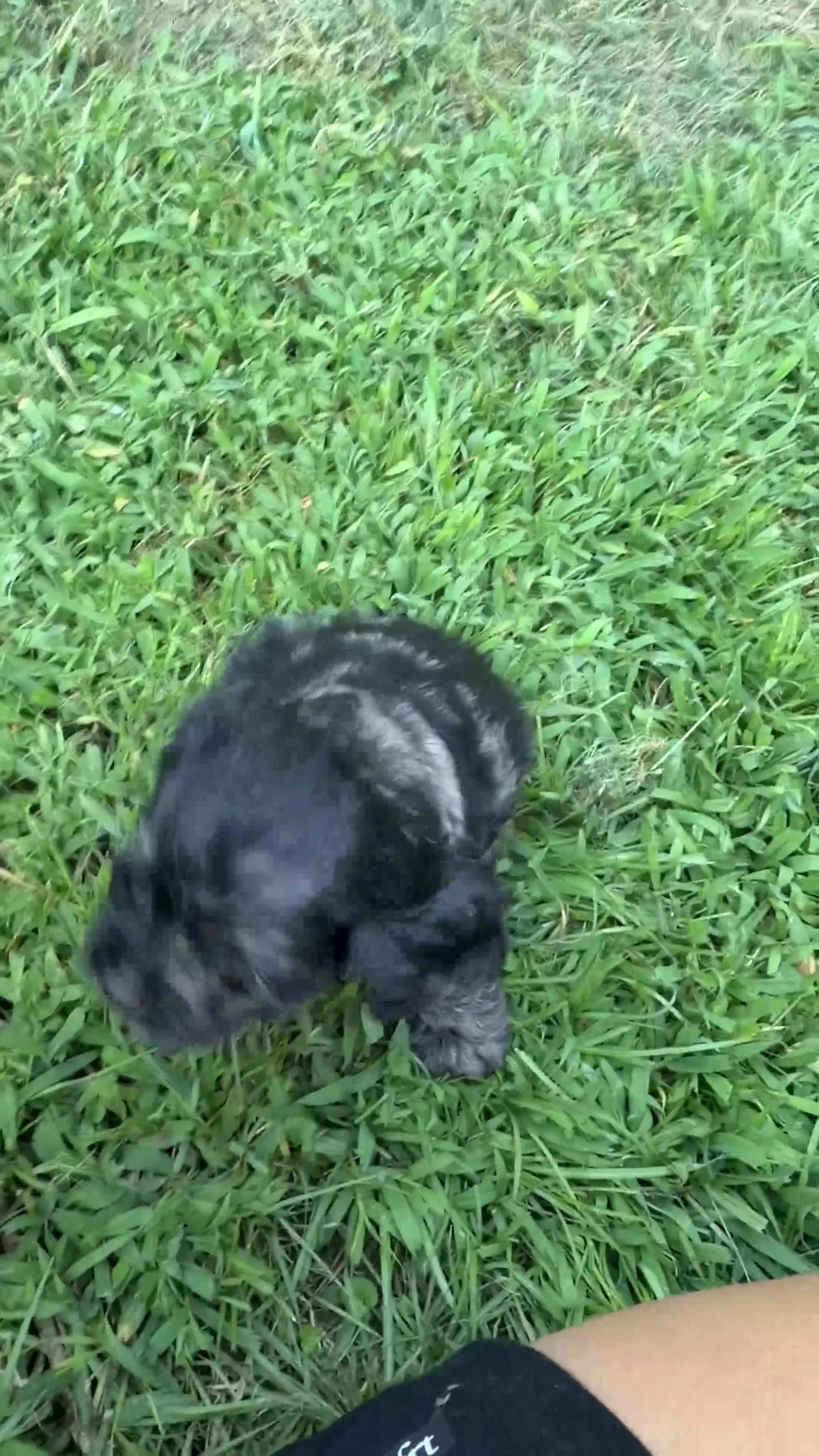 Cocker Spaniel dogs for sale: Cocker Spaniel 1 - Video 1
