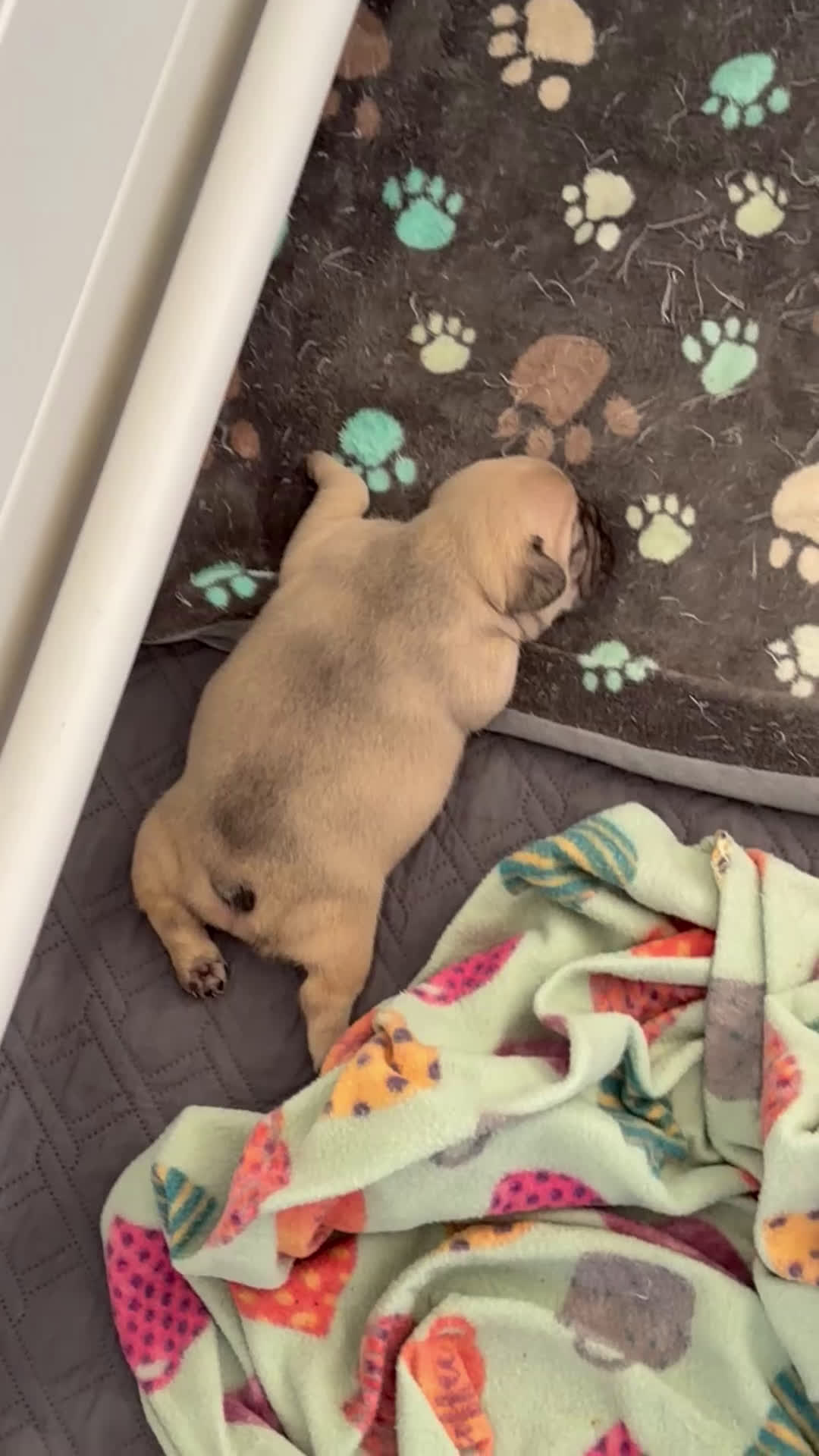 French Bulldog dogs for sale: French Bulldog Puppy 3 - Video 1