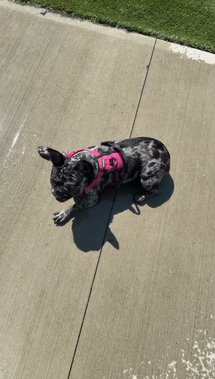 French Bulldog dogs for sale: French Bulldog 1 - Video 2