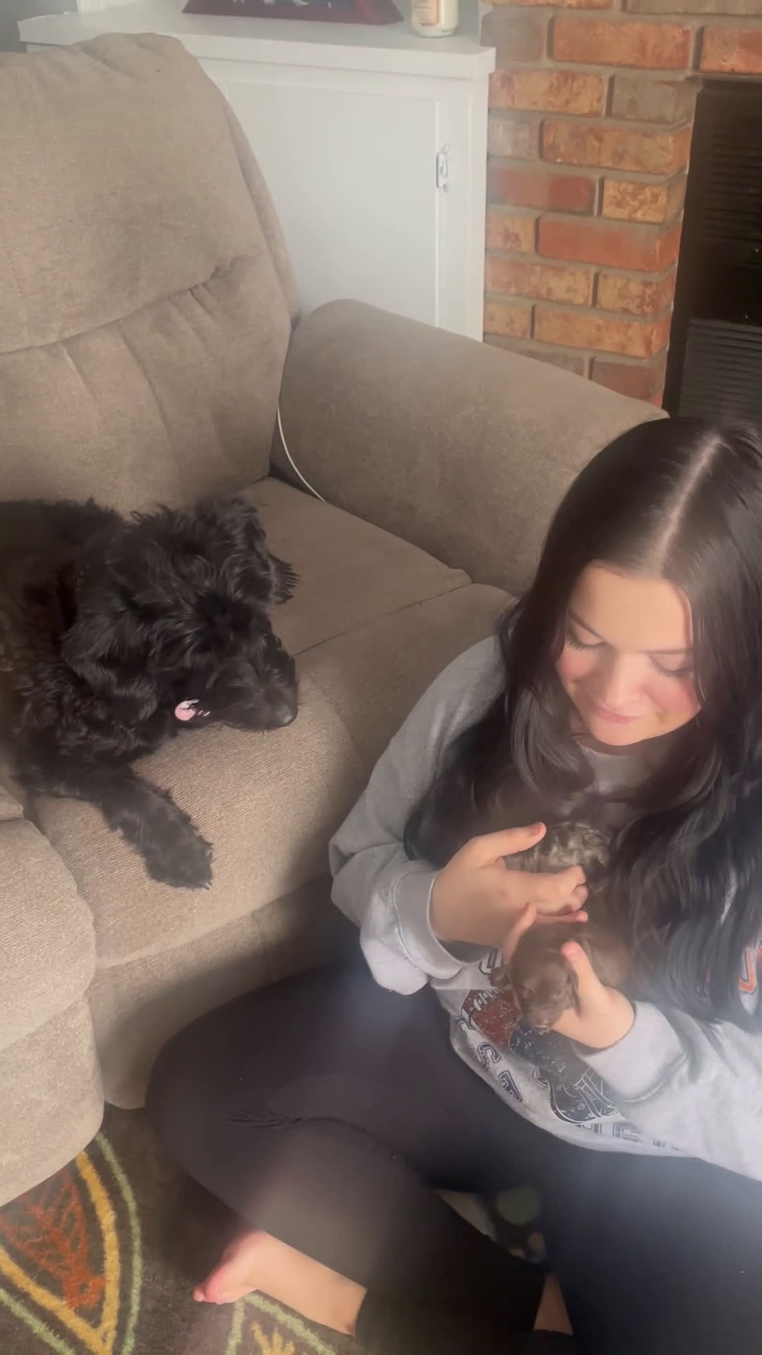 Labradoodle dogs for sale: Comet - Video 2