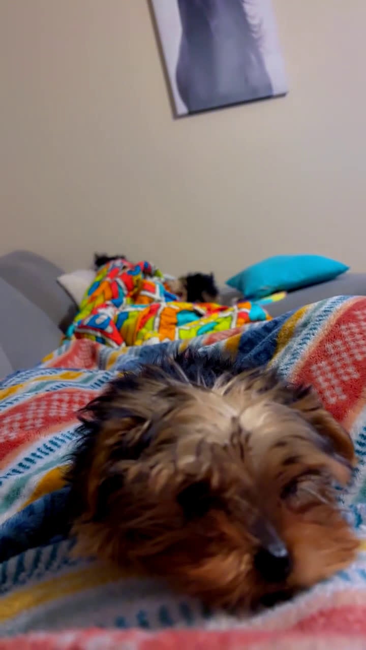 Yorkshire Terrier dogs for sale: Sapphire  - Video 1