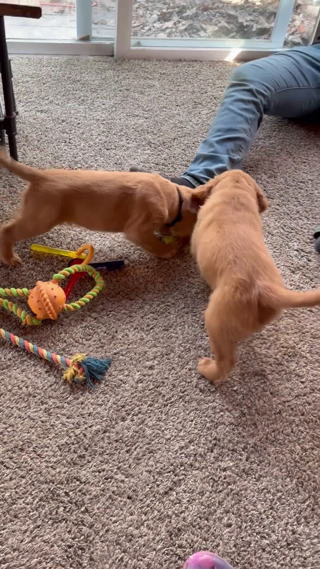 Golden Retriever dogs for sale: Black collar - Video 1