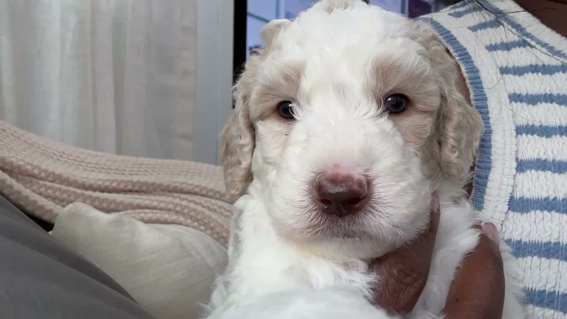 Goldendoodle dogs for sale: Ash 🖤 - Video 1