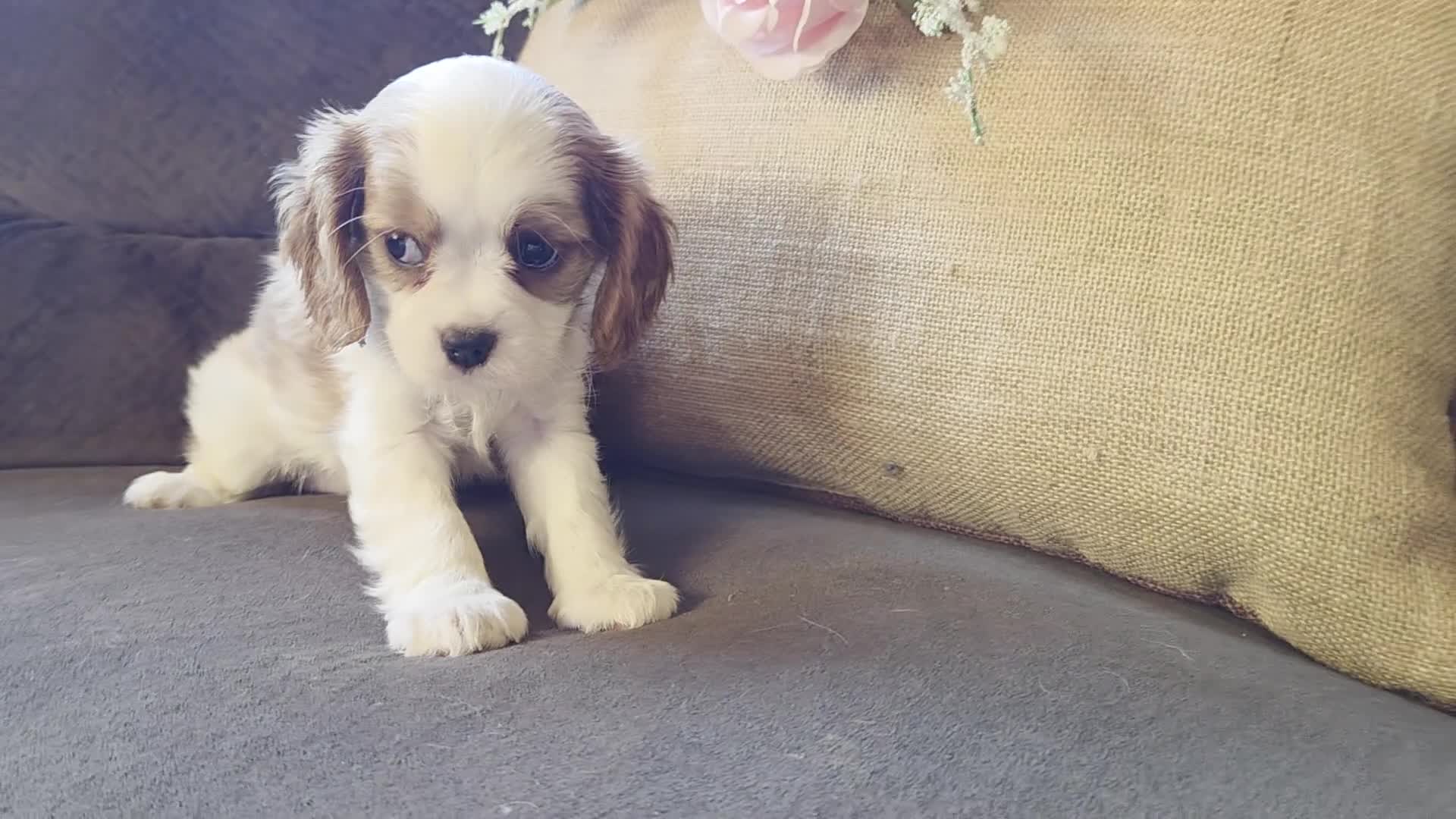 Cavalier King Charles Spaniel dogs for sale: Daphne - Video 1