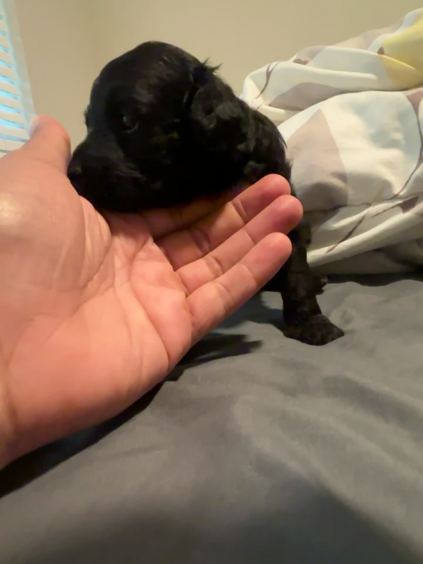 Mini Aussiedoodle dogs for sale: Mini Aussiedoodle 3 - Video 1