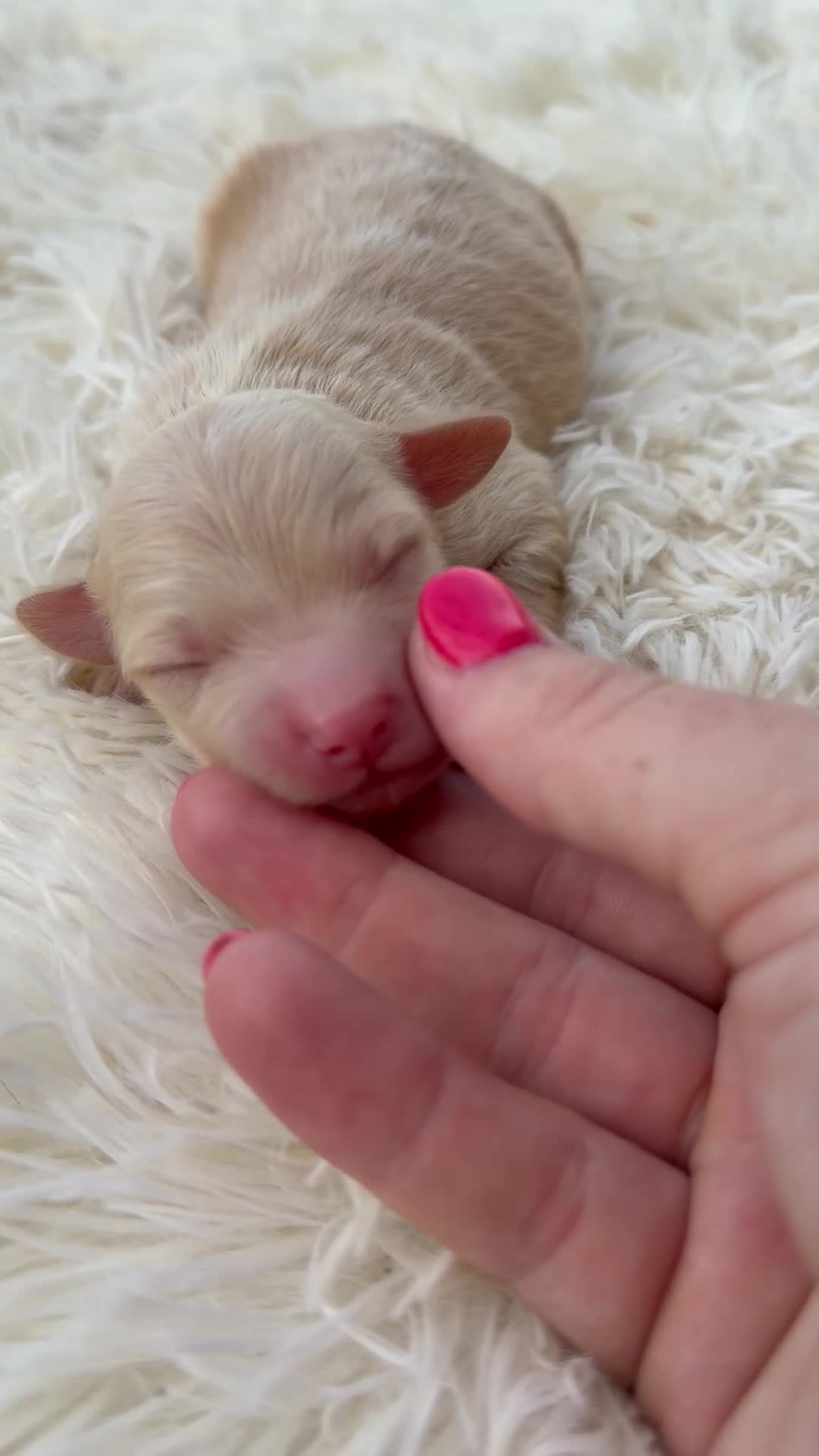 Mini Aussiedoodle dogs for sale: Stryker - Micro Mini F1b - Video 2