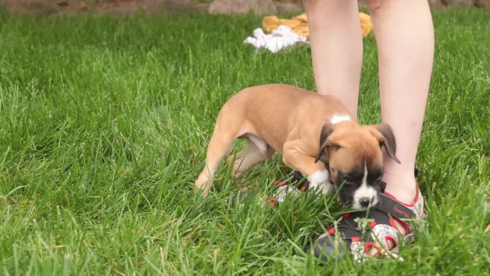 Boxer dogs for sale: Scott - Video 1