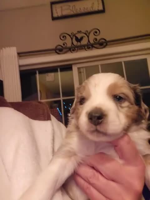 Miniature Australian Shepherd dogs for sale: Miniature Australian Shepherd Puppy 2 - Video 1