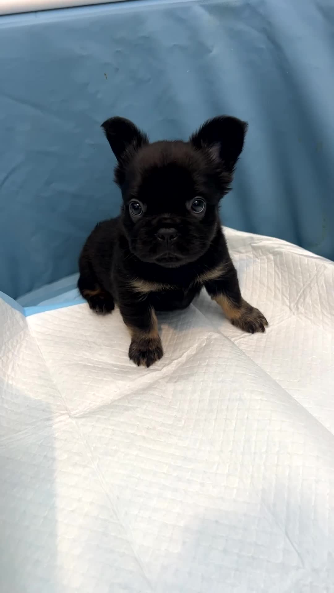 French Bulldog dogs for sale: Gigi - Video 1