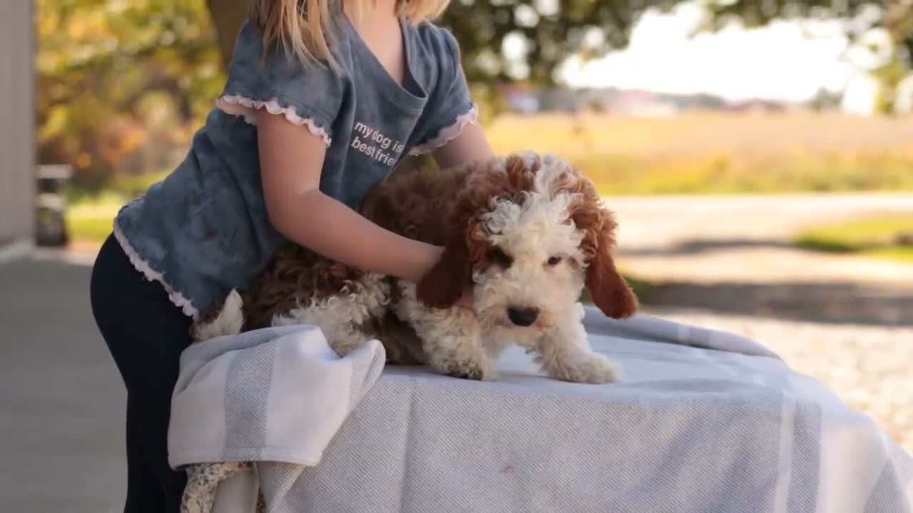 Cavapoo dogs for sale: Larry Cavapoo  - Video 1